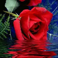 Rich and Rich Homeopportunities Amazon author profile